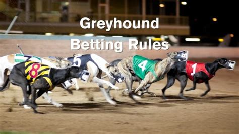 greyhound betting explained - grayhound race betting